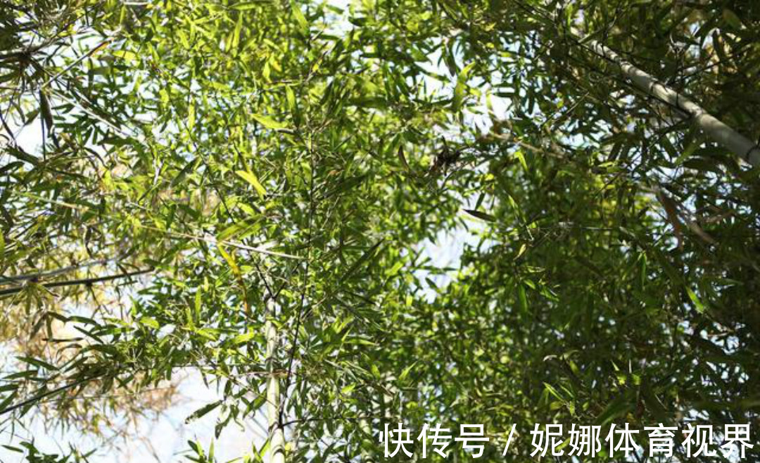 全唐诗&《全唐诗》里很有禅理的一首诗,每一句都是人生箴言,写得很深刻