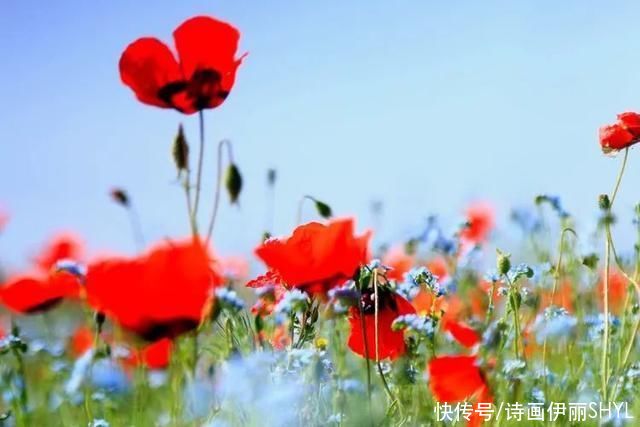 5月伊犁的草原山花烂漫，天山红花无疑是其中最靓丽的一道风景