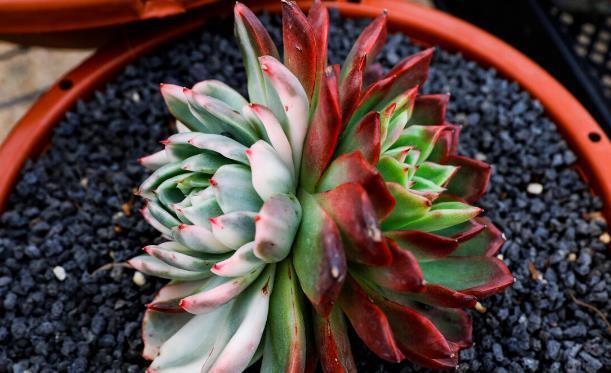 秋凉|七八月份的多肉,有“3怕2喜欢”,避开了才能越长越“美”