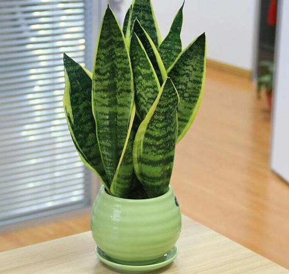 7月室内盆栽虎皮兰,不想它茎叶枯萎,养护就得注重这3细节