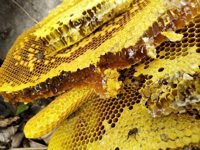 宇航员的太空食物里，为什么总少不了蜂蜜？