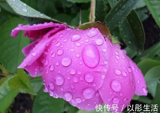 诗意|最有诗意的写雨古诗，苏轼学生只用14字，千百年来打动多少人