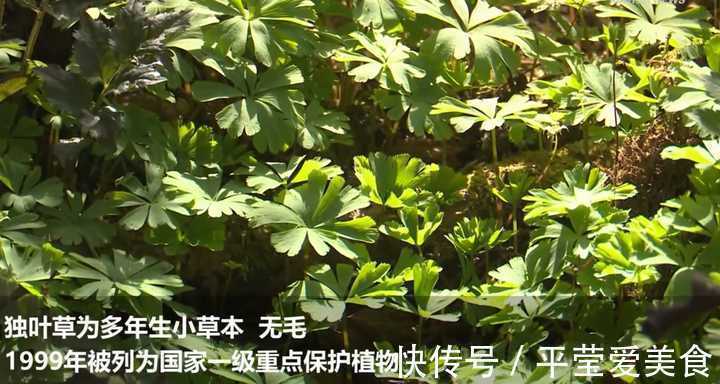 生存|秦岭发现奇特植物,只有一叶一花,很娇弱却从恐龙时代生存到现在
