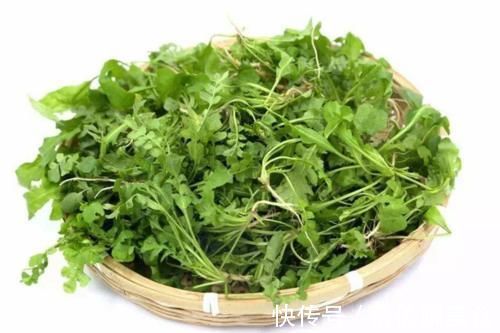 护肝菜|真正的“护肝菜”就是它,隔三差五吃,养肝护肝,肝脏越来越健康