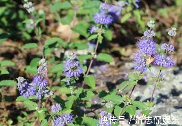 适应能力|农村这野草叫“山薄荷”,对皮肤瘙痒有帮助,遇见记得采摘回家