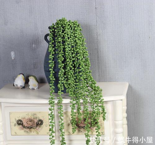 公认“性价比高”的多肉,口碑好养护省心,值得拥有!