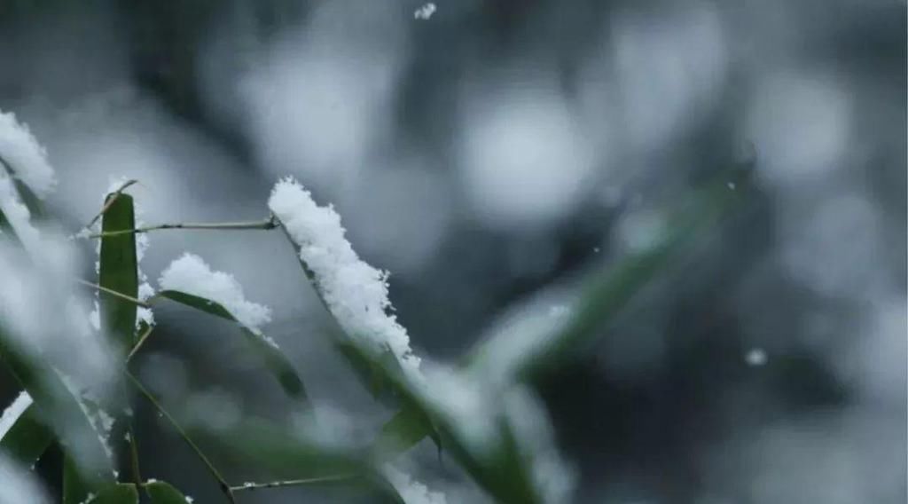 飘进|大雪飘进唐诗里