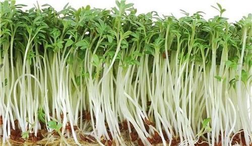 皮肤|聪明女性爱吃3种食物，消除斑点，增强抵抗力，延缓衰老！