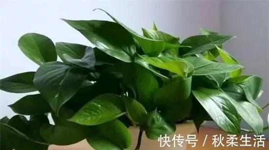 养护|养绿萝,这2种“水”换着浇,叶片油亮巴掌大,根茎能比筷子粗