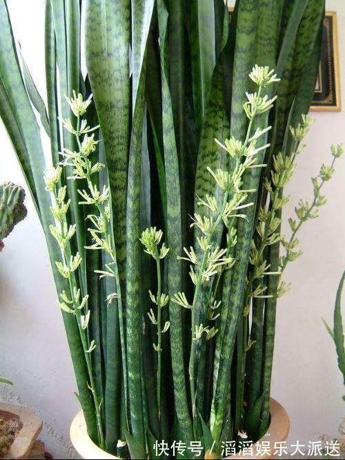 黄豆|养虎皮兰时,盆里加2种东西,30天钻出钢芽,侧芽嗖嗖
