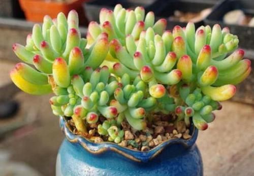 多肉植物|多肉叶子不着色,该怎么解决?做到这些,上色容易还格外好看