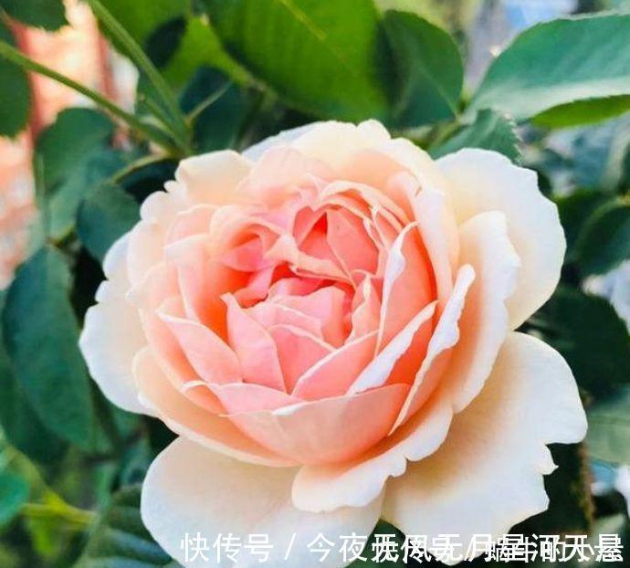 窒息|4种花深受花友的喜欢,开花爆盆很简单,绚丽多彩,美到让人窒息