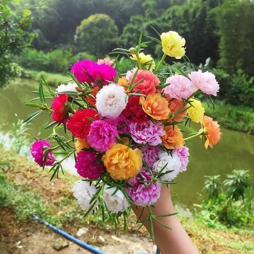 超喜欢的“盆栽”花卉,朵朵重瓣色鲜艳,皮实好养,一年开花3季