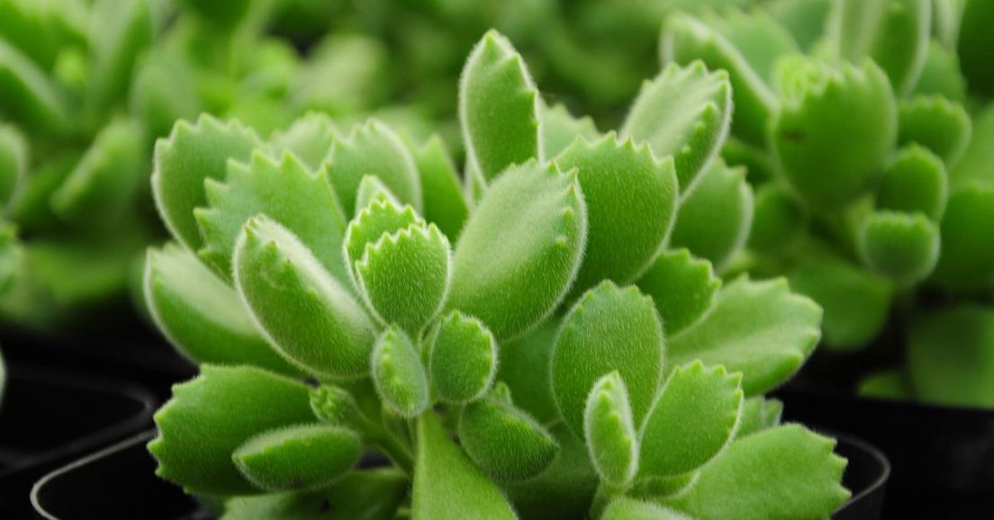 带你来认识萌翻了的熊童子