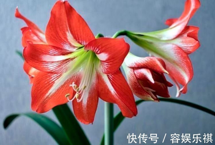 给水肥|4种花养家里,漂亮又便宜,沾土就开花,一开就是300多天