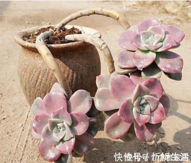 栽培|养花一定要用腐殖土壤栽培吗？不一定，看植物根系