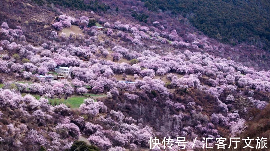 米堆冰川|雪域江南，醉美林芝，如果可以，2022的春天一起相约桃花节！