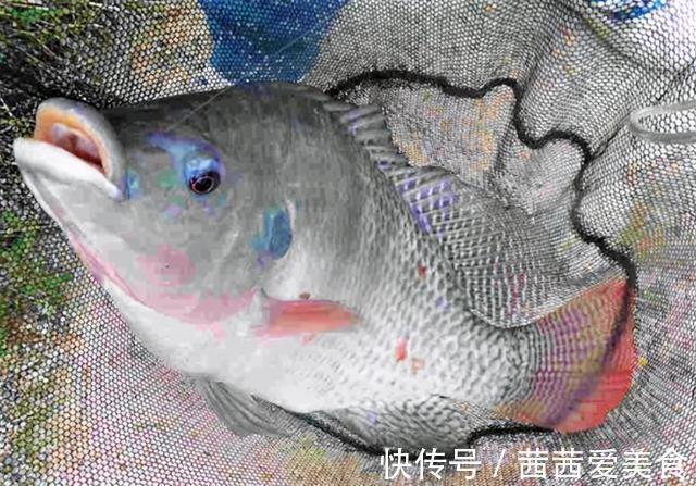 鸡肝这样处理一下,这几种鱼都排着队进窝