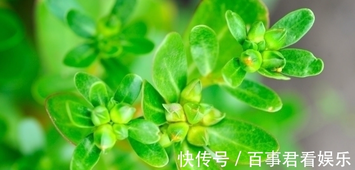 日用本草|孕妇怀孕期间,这些东西你可以千万不能吃,后果太严重了