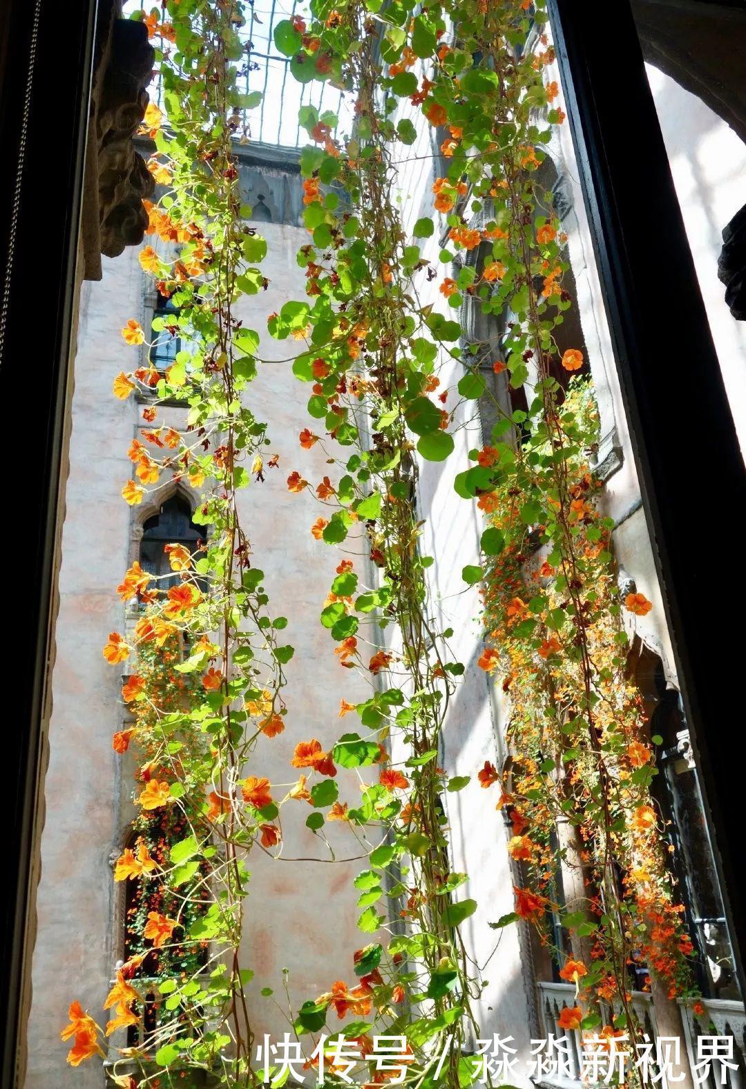 荷花|大爷养的“荷花”,窜的房顶高,垂下来变成花瀑布!