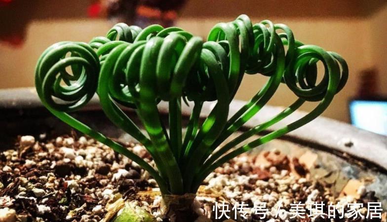 养分|这款草正常叶子如弹簧，变直了反而是一种“病”，该趁早治