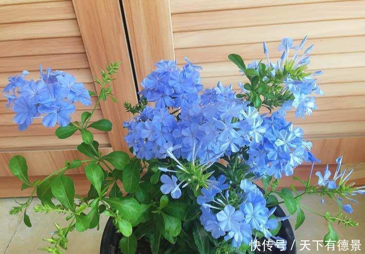 4种花养家里,颜值超高挂两大,阵阵花香,花朵大