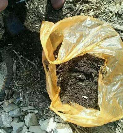 养花的土,这样消毒“处理一下”,没有虫子病菌,花草长得旺!