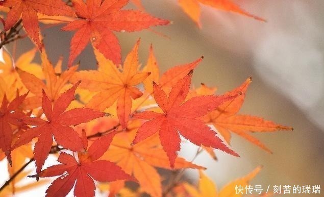 相思病@李煜最凄美的一首词,开篇便令人惊艳,连枫叶都染上了相思病