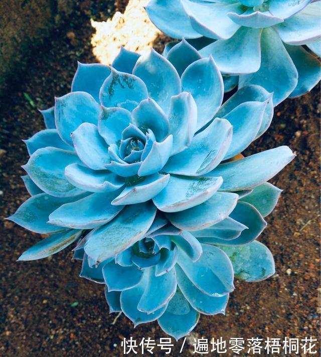意境|10款意境深远的蓝色系多肉！养成老桩美呆了！越养越爱！