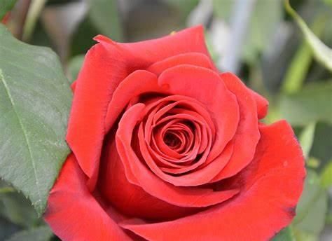 代表它|超美艳的3种花,四季都开花,花量超级多,适合做花墙