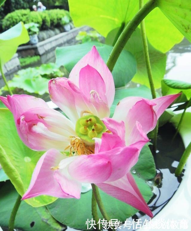 甲硝唑|5种“药”,过期也不要扔,兑水浇花,保花不生“虫和病”