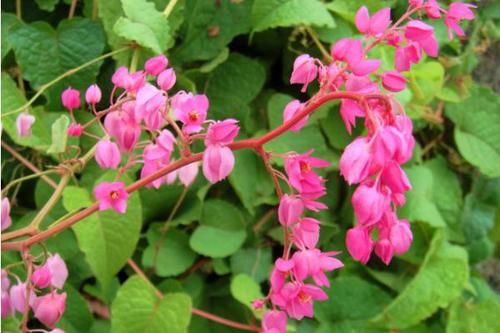 5种花,花色繁多,花朵艳丽,值得拥有