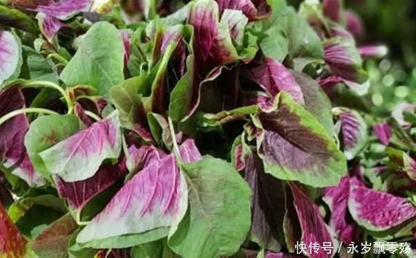 景天三七|农村人都喜欢吃野菜，认识三种是农村人，你是不是呢？