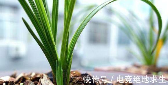 兰花服盆的时间是几天,服盆期间,该如何浇水