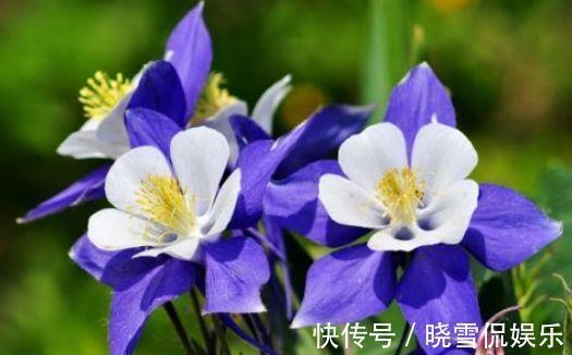 洋兰|8月11日-8月22日，庭院选这几款花，花大色艳花期长，四季花开