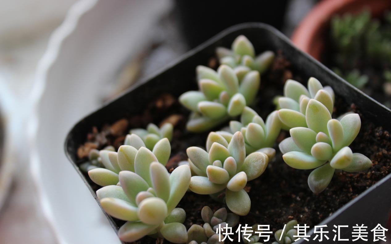 多肉植物秋丽总掉叶?没照顾好这3方面,难怪盆栽颜值不高