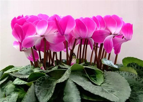 日常养的“3种”花,不要随便浇水,一不小心就浇死了