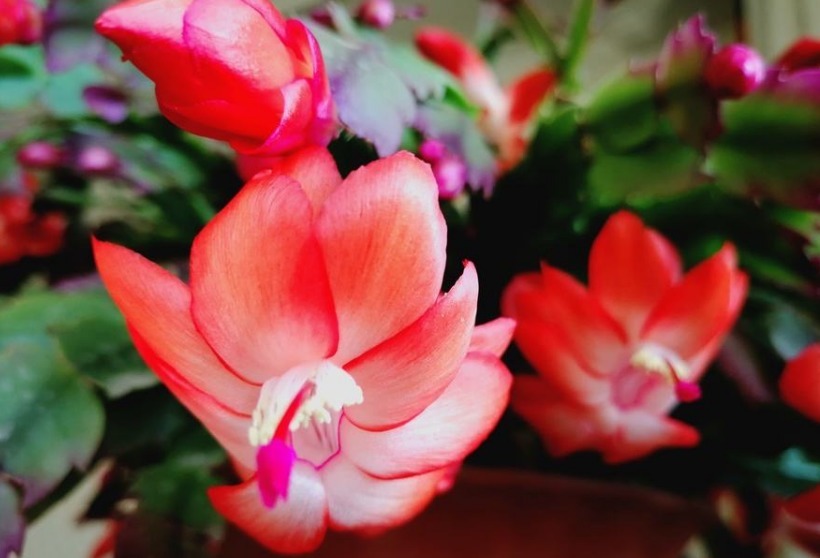 养护蟹爪兰，浇水时加点“它”，长势旺，叶片绿，花芽萌发快