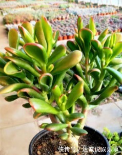 栽种|4种名字带“财意”的植物,是吉祥的观赏花,家里有空建议养一盆