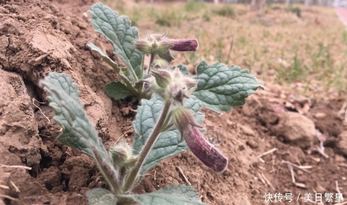 它是“四大仙药”之一，若长在你家屋顶，是你福气，别以为是杂草
