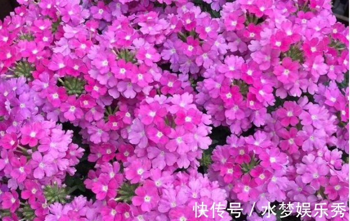 “4种花”漂亮易爆盆,想养死都难,开花不断,四季有花赏!