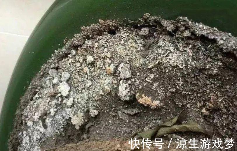 花盆里出现这东西,赶紧换土,不然一浇水就烂根