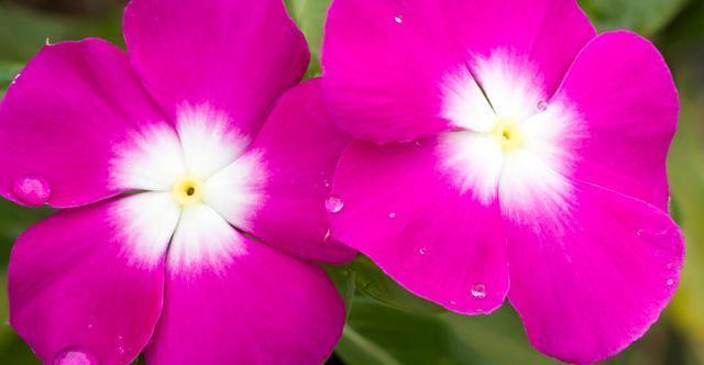 扶桑花|才知道,以下的花,养殖简单,开花漂亮,花期还长,一定要养几盆