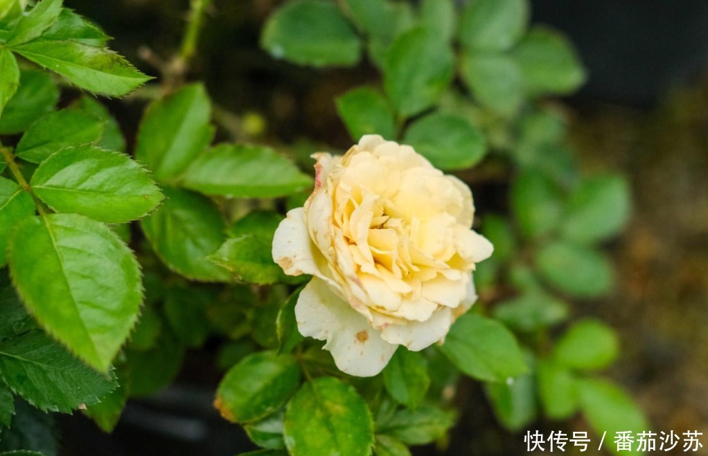 浇灌|用磷酸二氢钾养花,坚持4不施,植物叶不黄、根不烂,呼呼开花