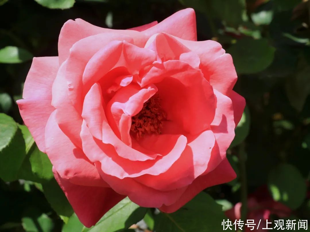 崇明|赏花正当时！花博南园姹紫嫣红，花色纷呈