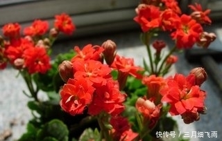 新手|这四种花,特别适合新手养殖,越不浇水越爆盆,找一款适合你的吧