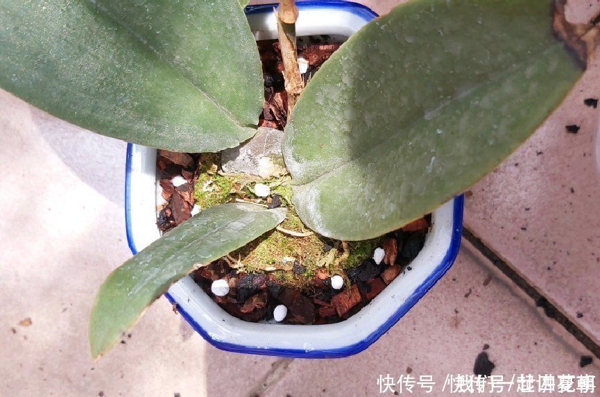 4种花别用土养,一浇水就烂根,最后1种很神奇,倒挂空中也开花