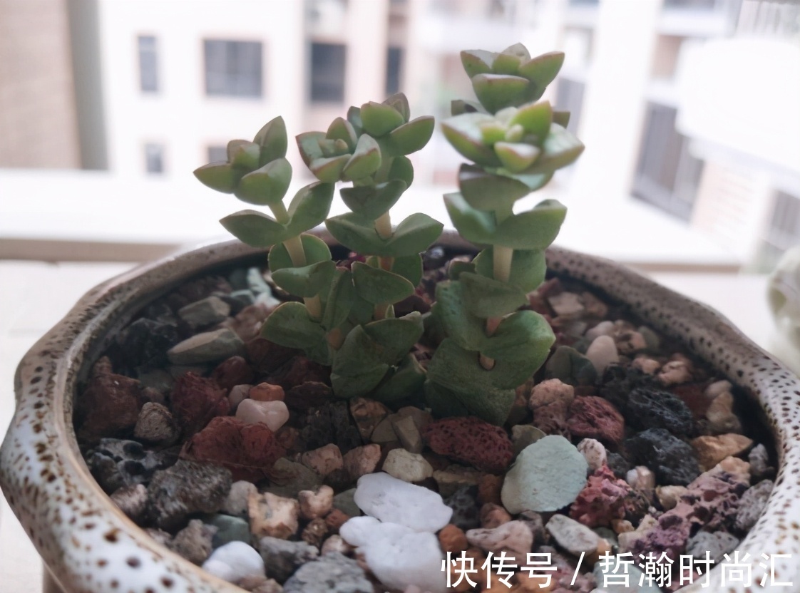 养花缺少花盆的话,多收集些它们“加工”就够了!