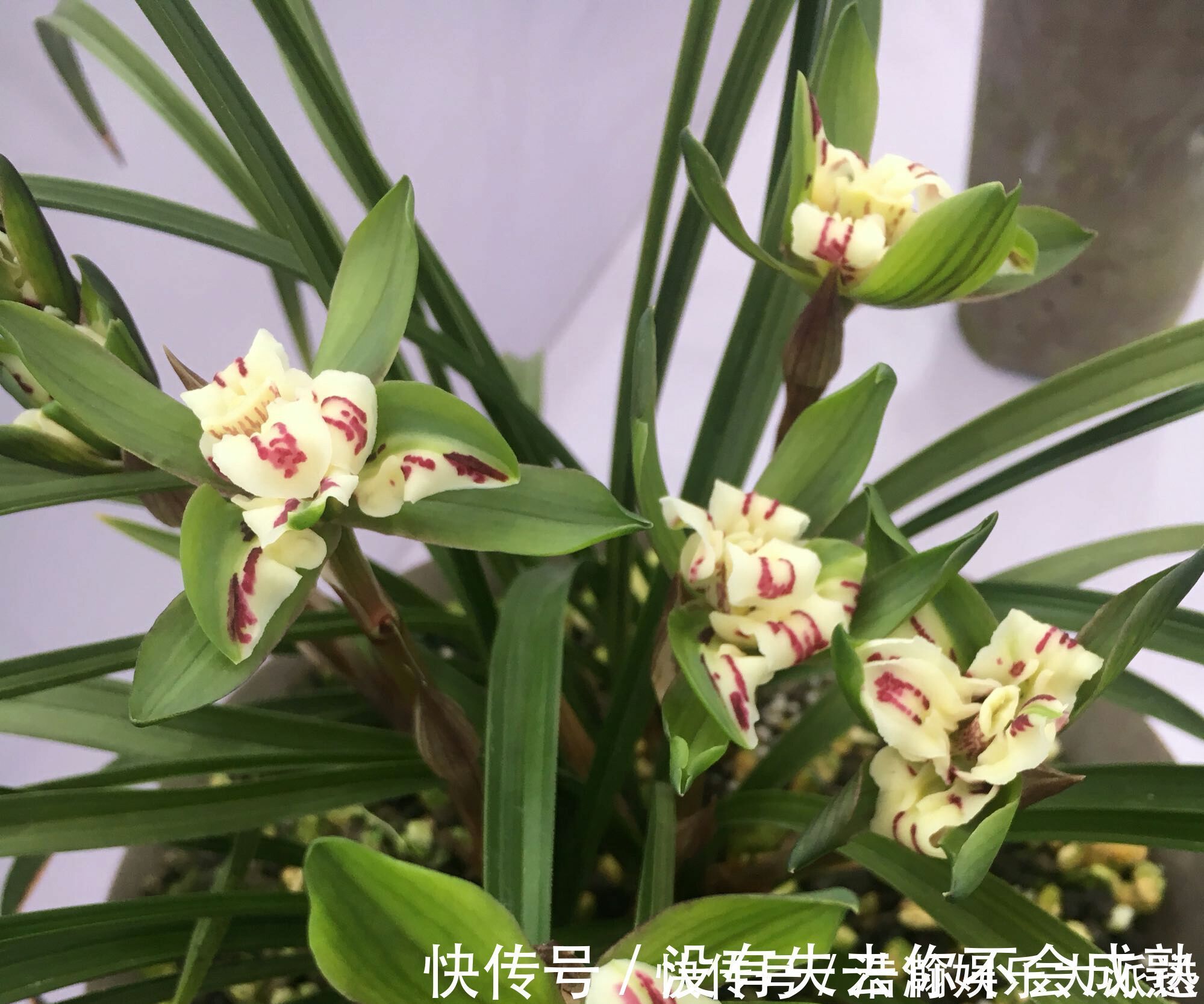 养护|兰花植株根系腐烂而没有根了还能长出来吗兰花新苗上盆焦尖咋办