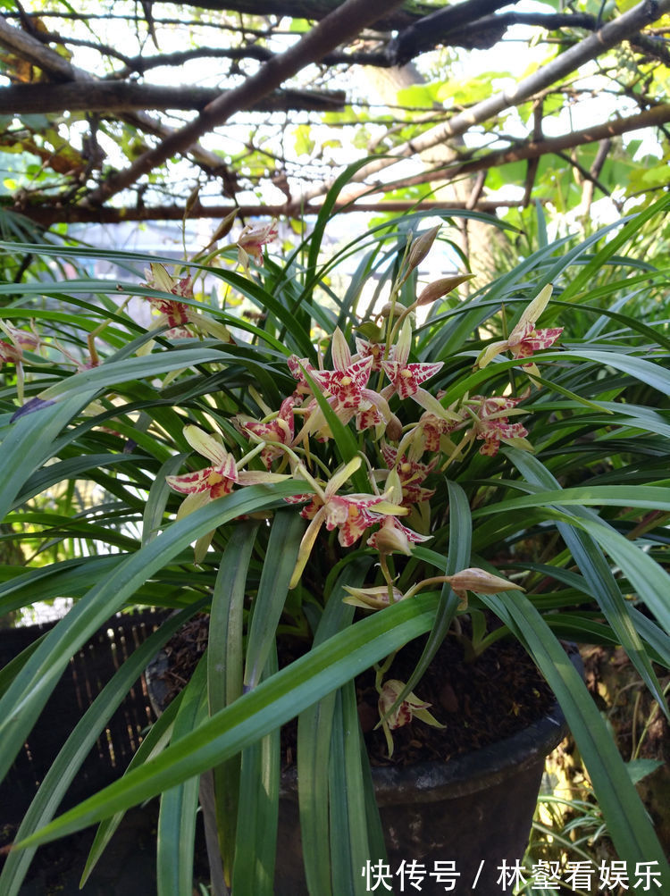 喜欢玫瑰，不妨试试“珍品玫瑰”安妮公主，丰腴婀娜，芳姿耀眼